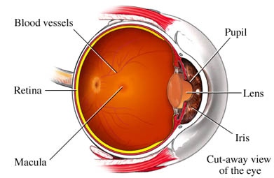 Macula Degeneration in the eye